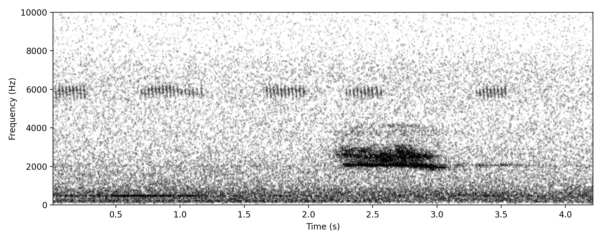 Eastern Barn Owl SCREECH