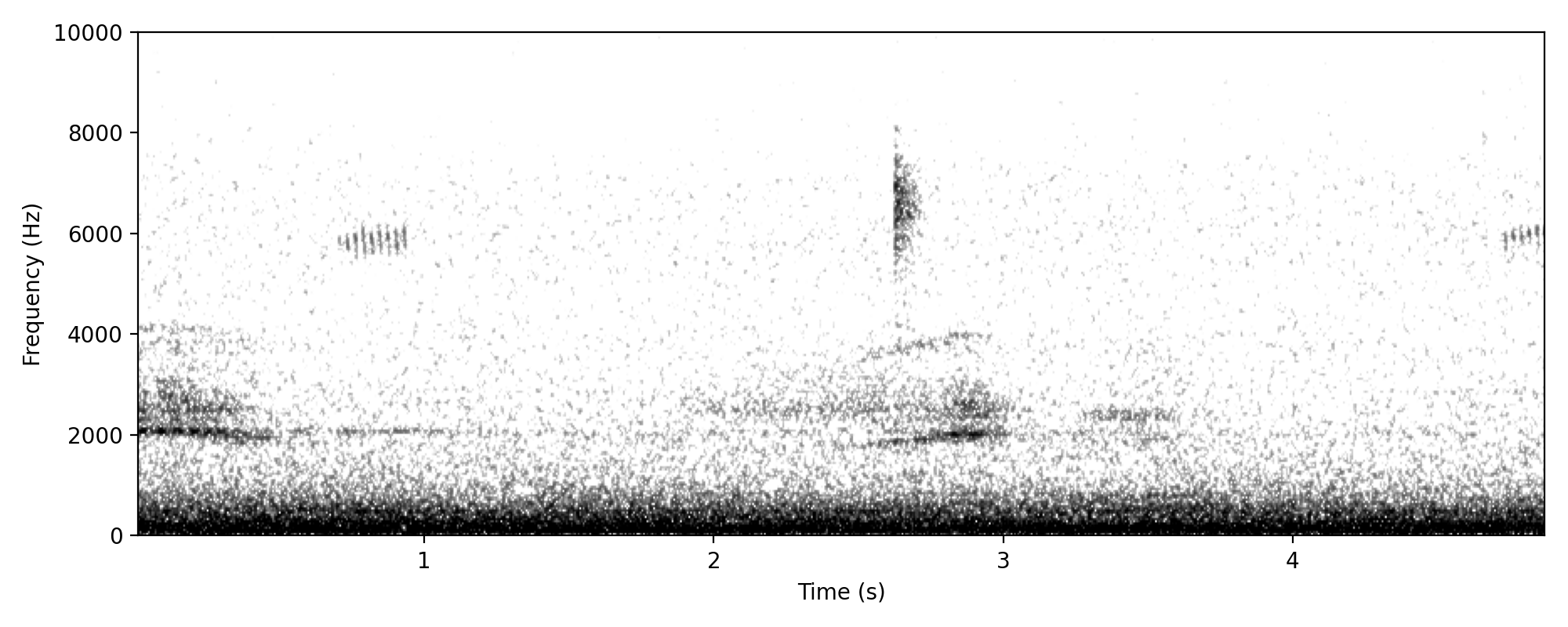 Eastern Barn Owl SCREECH
