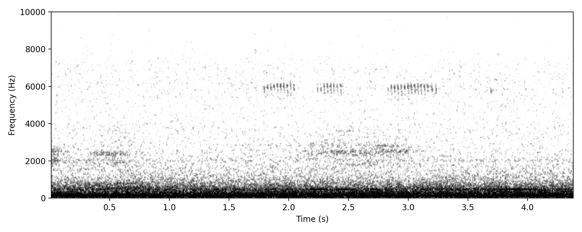 Eastern Barn Owl SCREECH