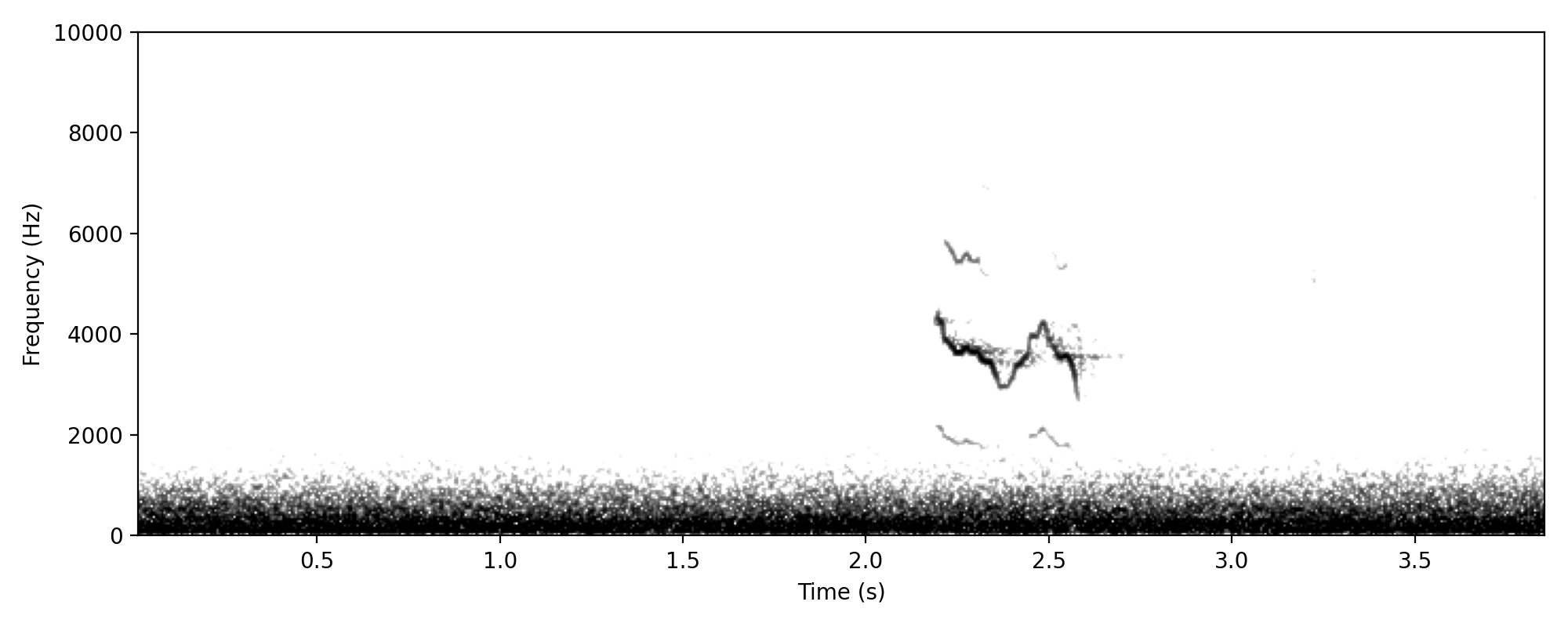 Brown Quail jagged m