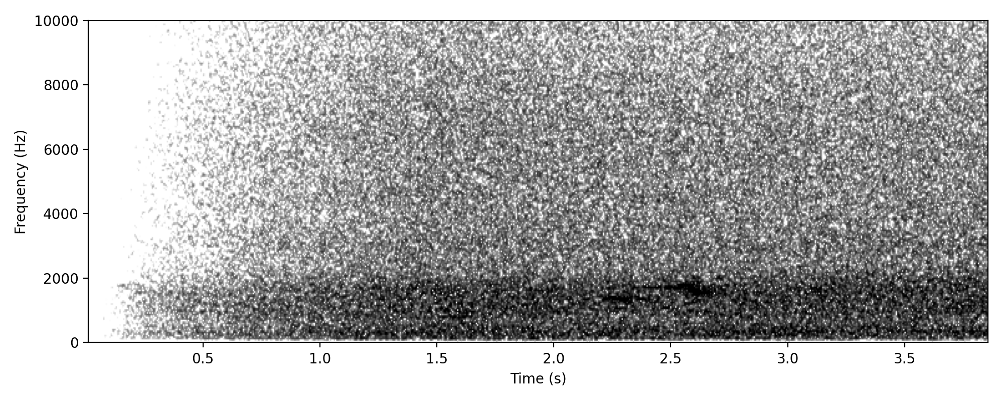 brief pied butcherbird-like