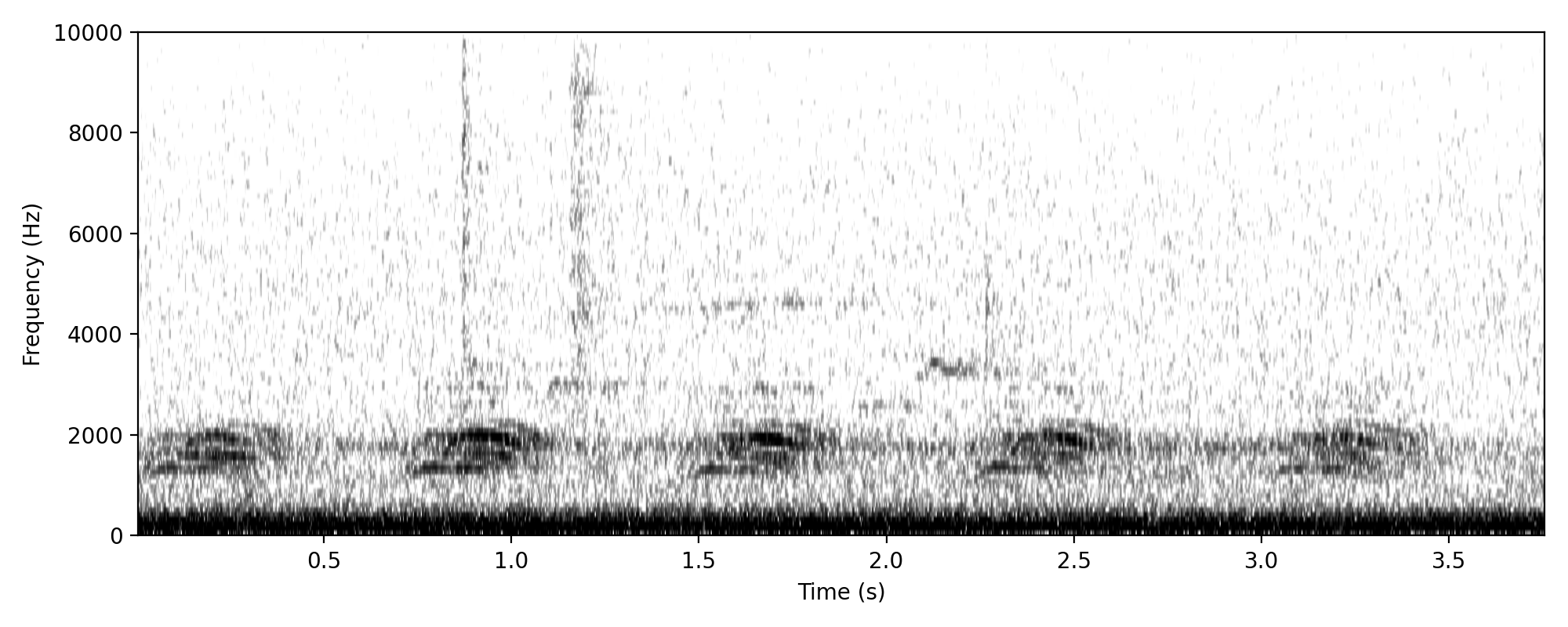 Torresian Crow TERRITORIAL CALL