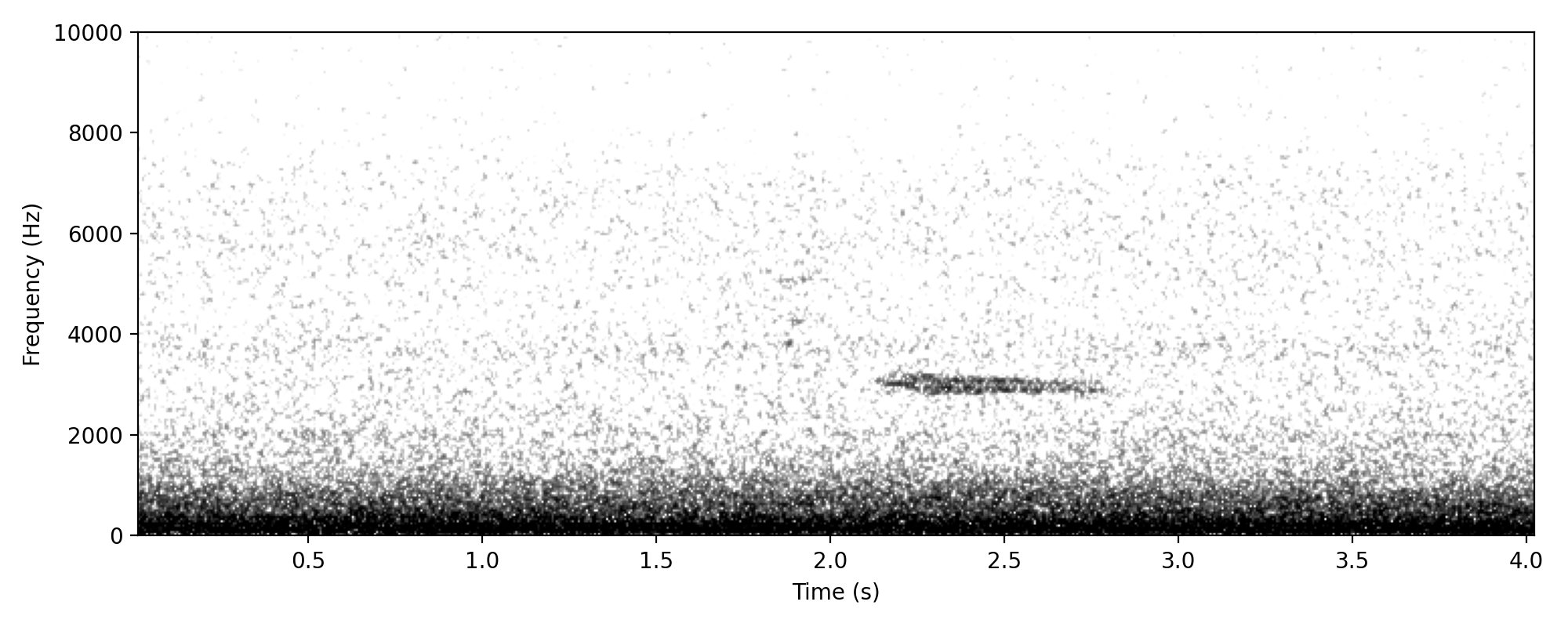 Fan-tailed Cuckoo TRILL