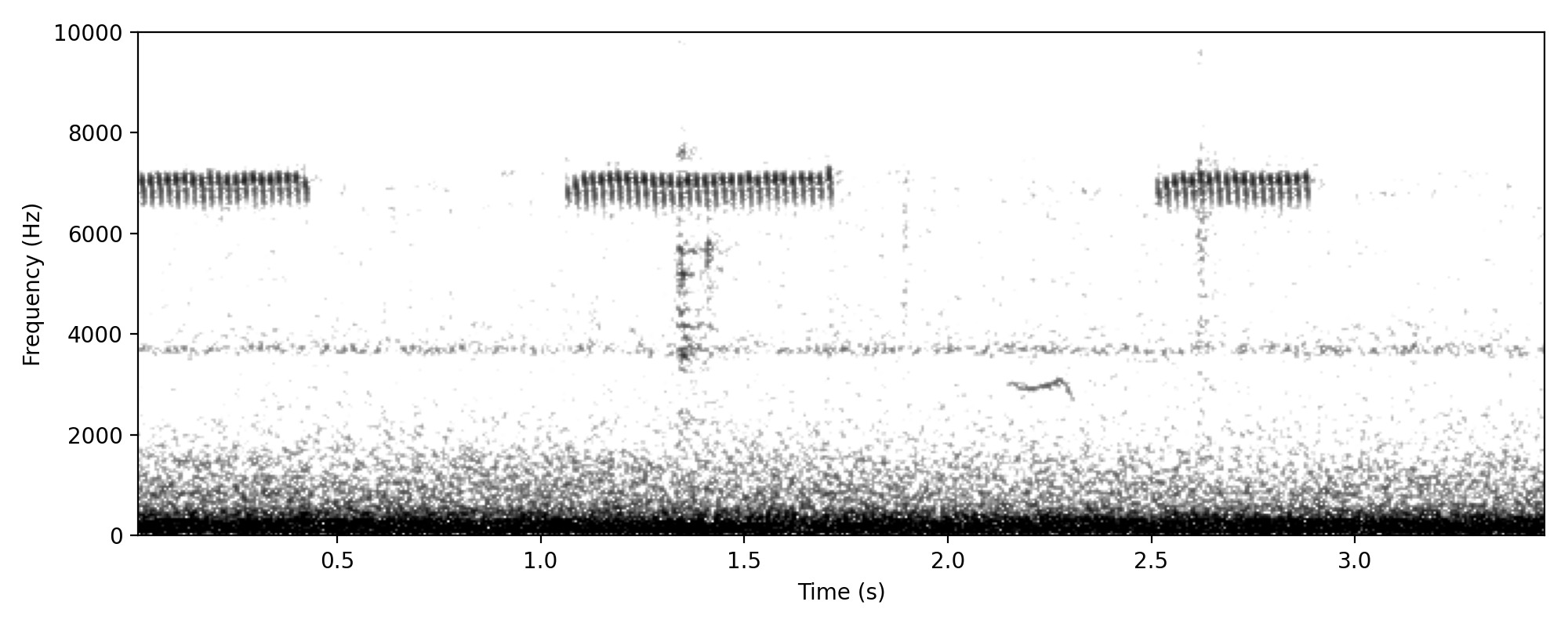Brown Quail ONE-SHORT