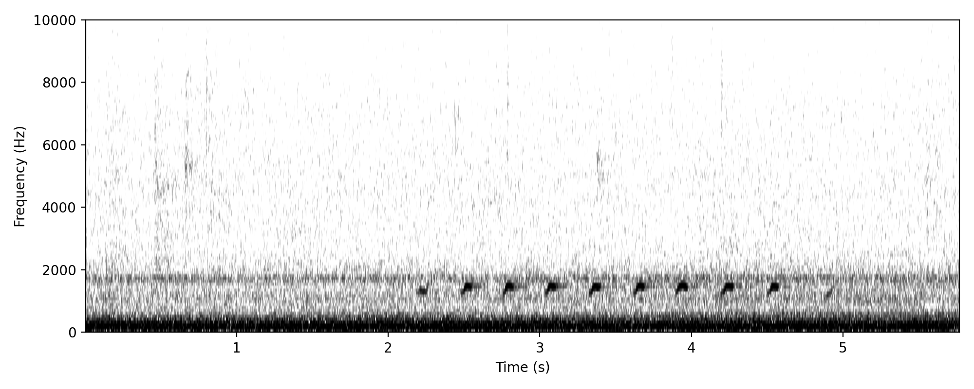 Pale-vented Bush-hen PIPING