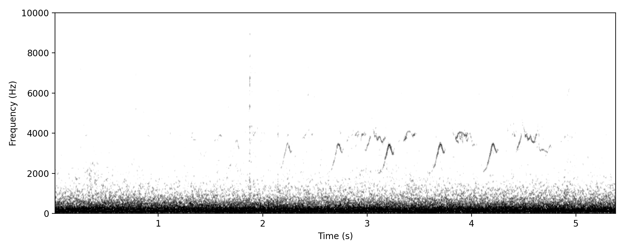 Leaden Flycatcher SONG