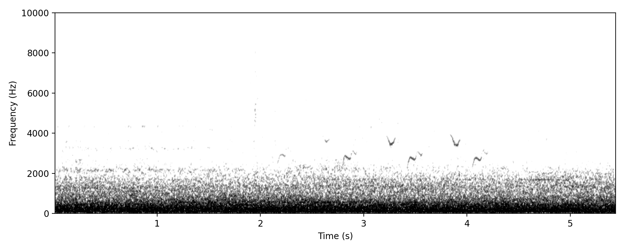 Leaden Flycatcher SONG