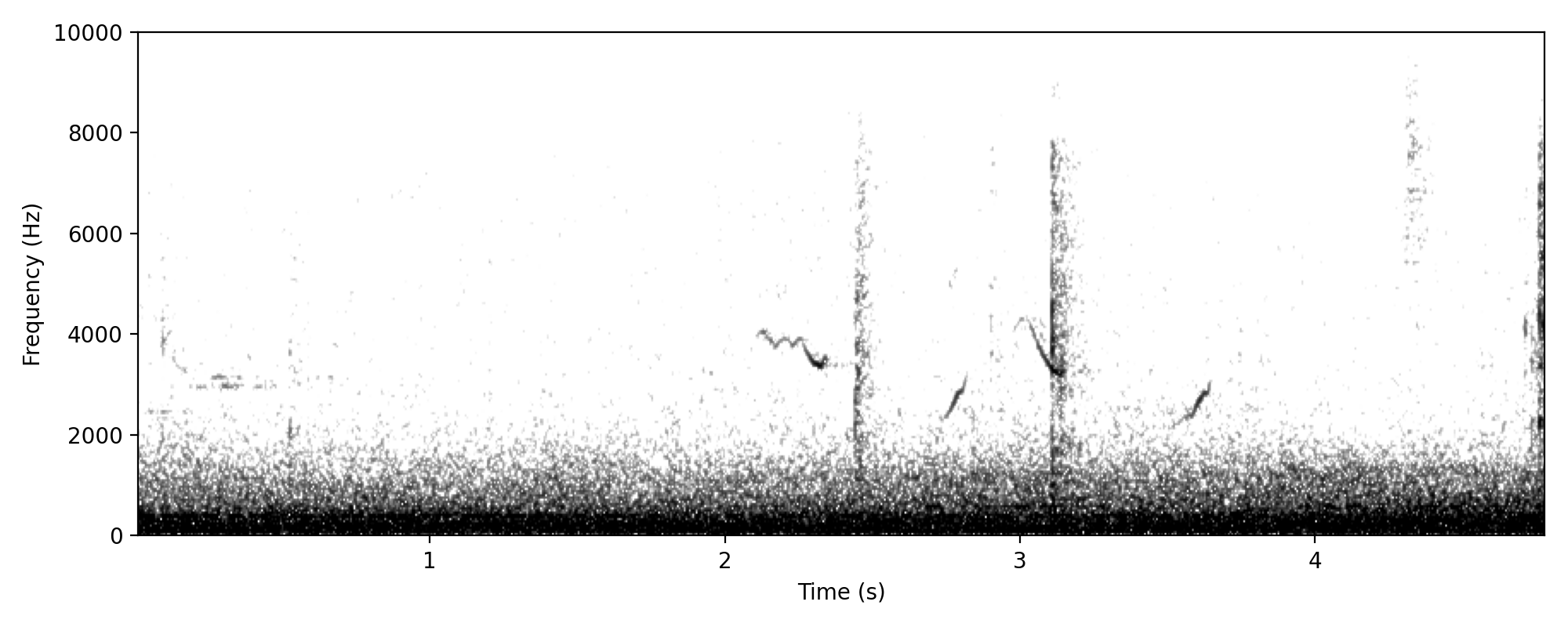 Leaden Flycatcher SONG