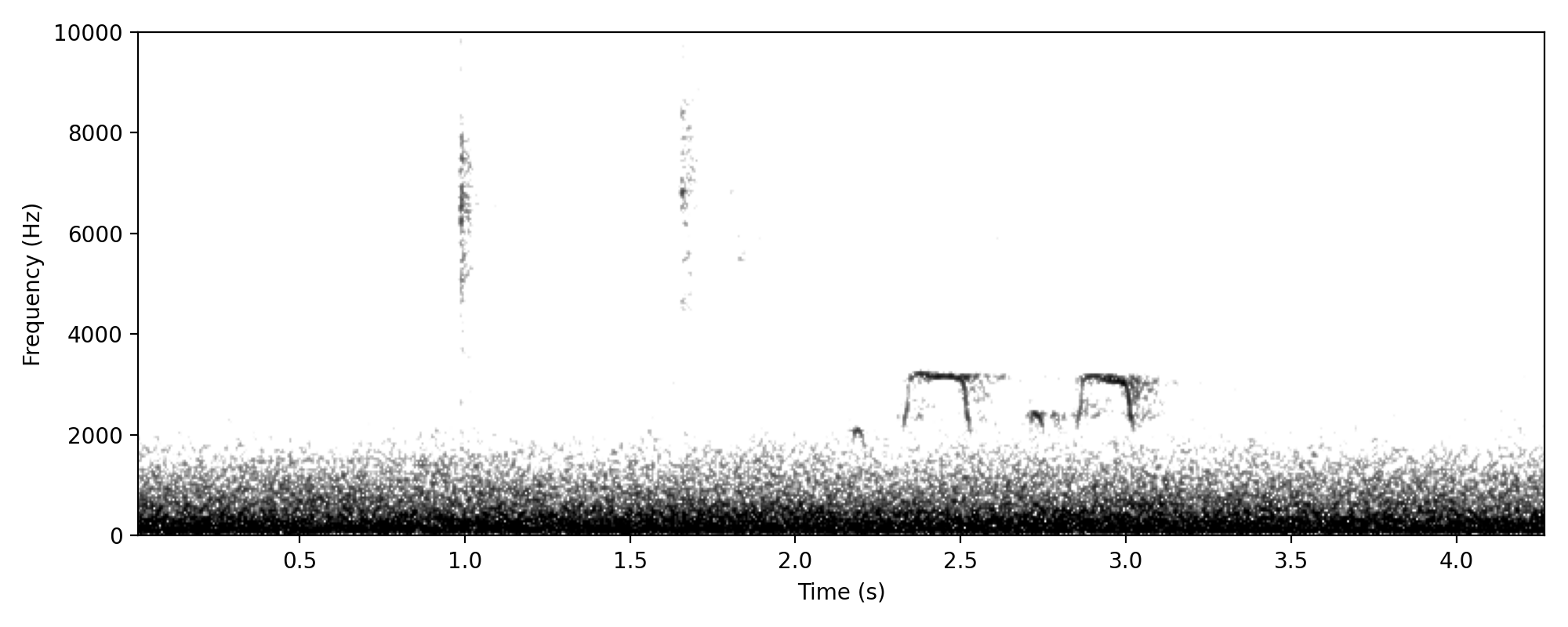 Pied Oystercatcher CALL