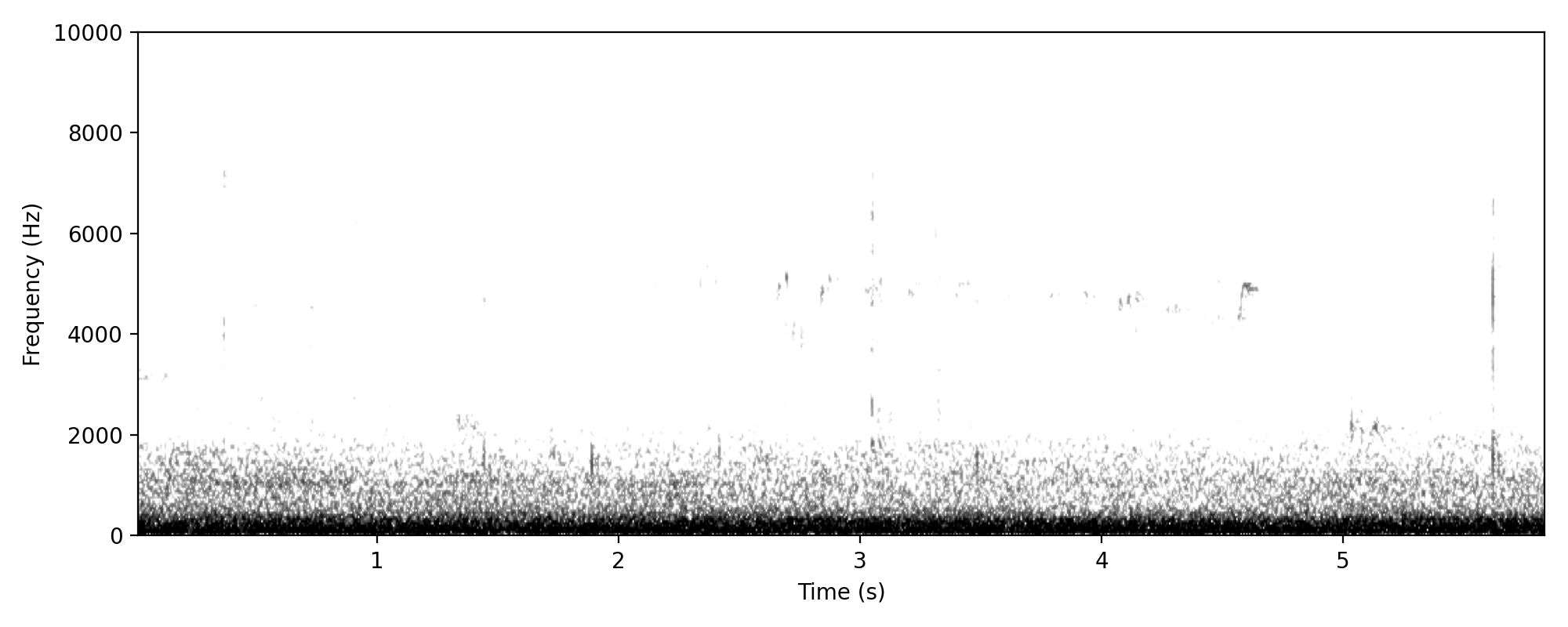black-fronted dotterel-like trill