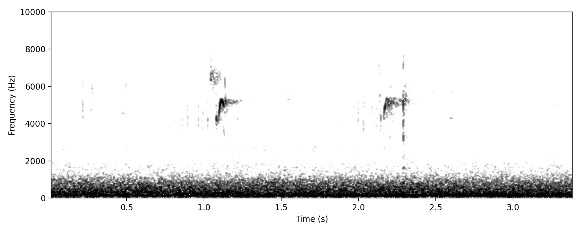 black-fronted dotterel-like plink