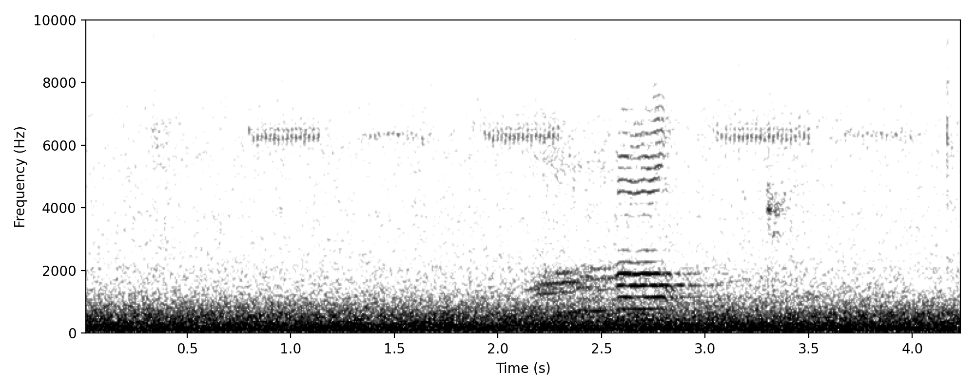 Australian Wood Duck IDENTITY CALL