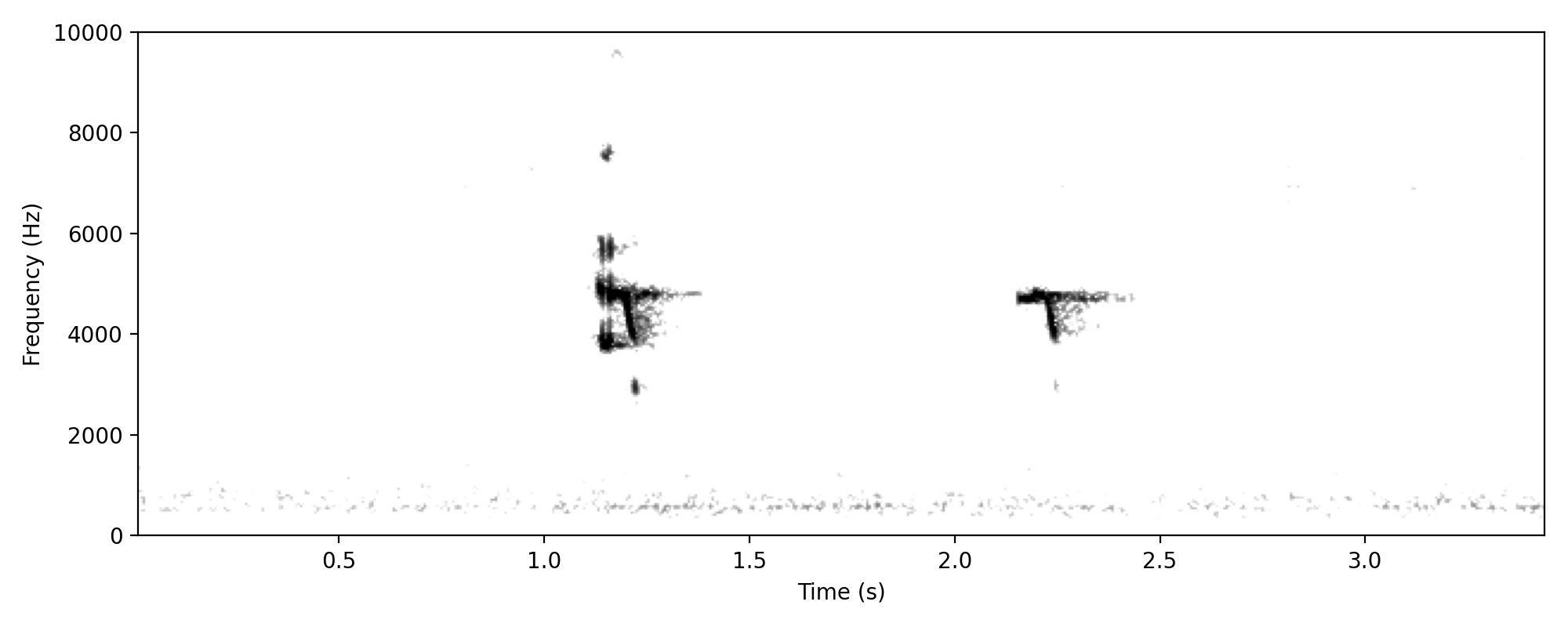 Buff-banded Rail SQUEAK