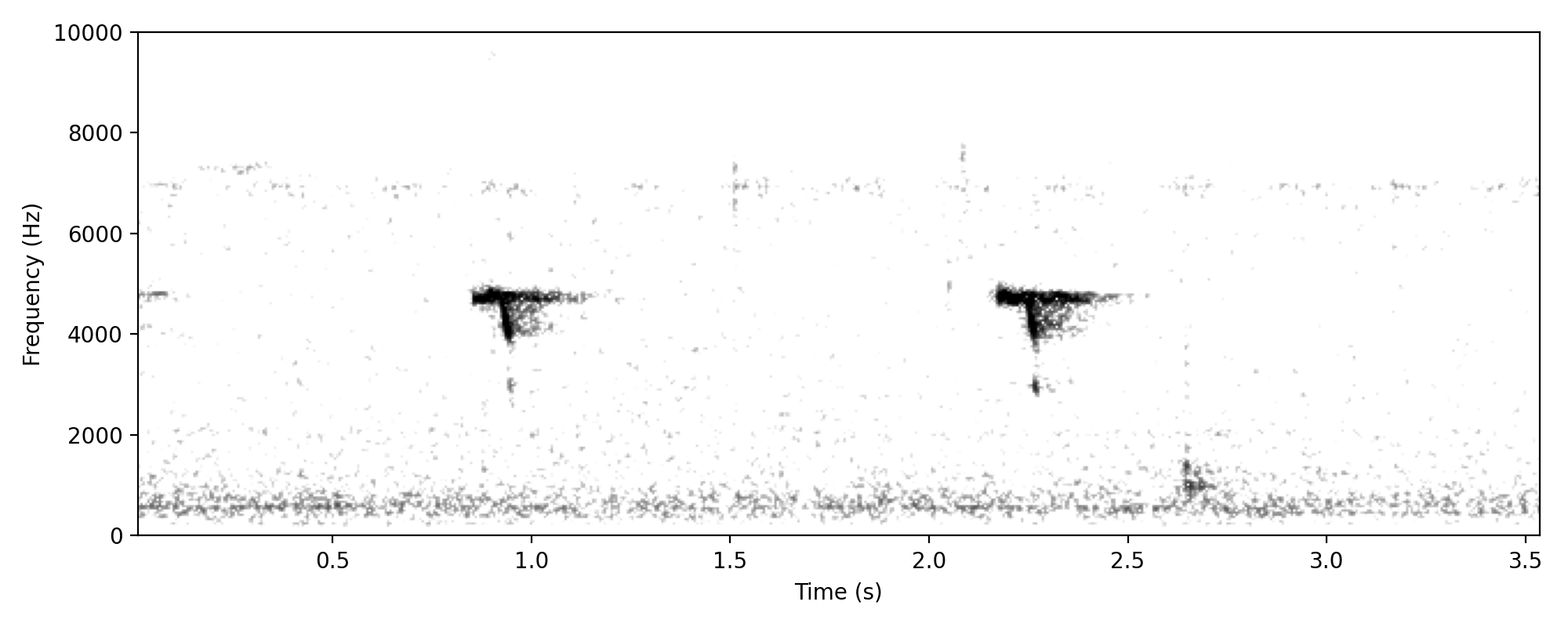 Buff-banded Rail SQUEAK