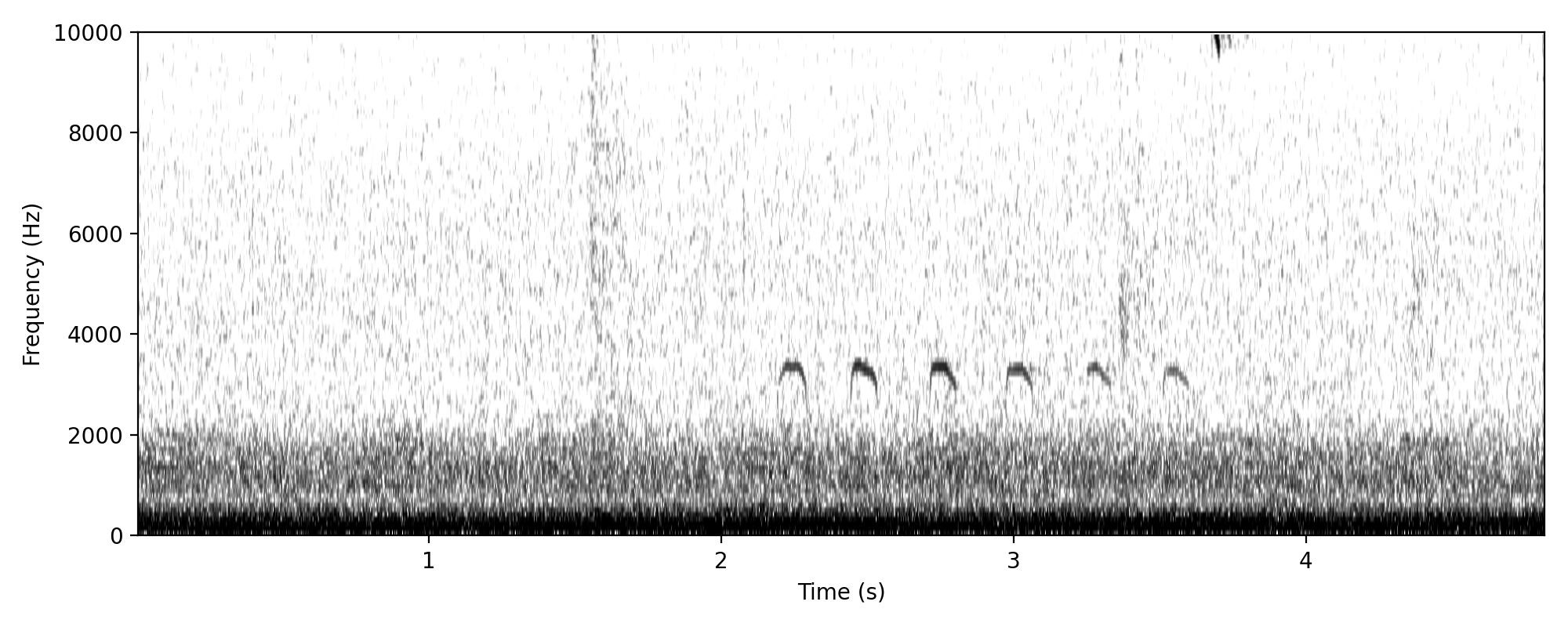 sacred kingfisher-like soft call