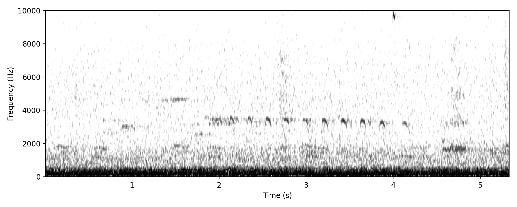 sacred kingfisher-like soft call