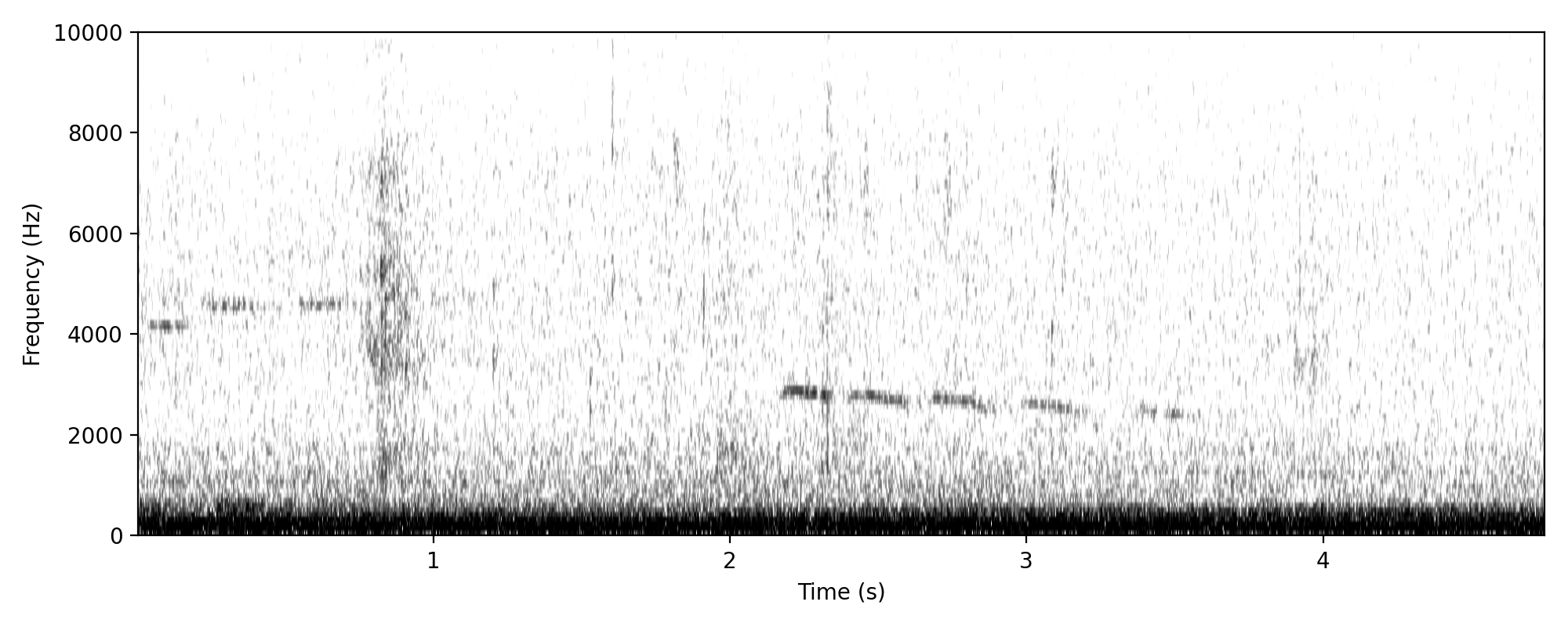 Little Bronze-cuckoo WHISTLING CALL