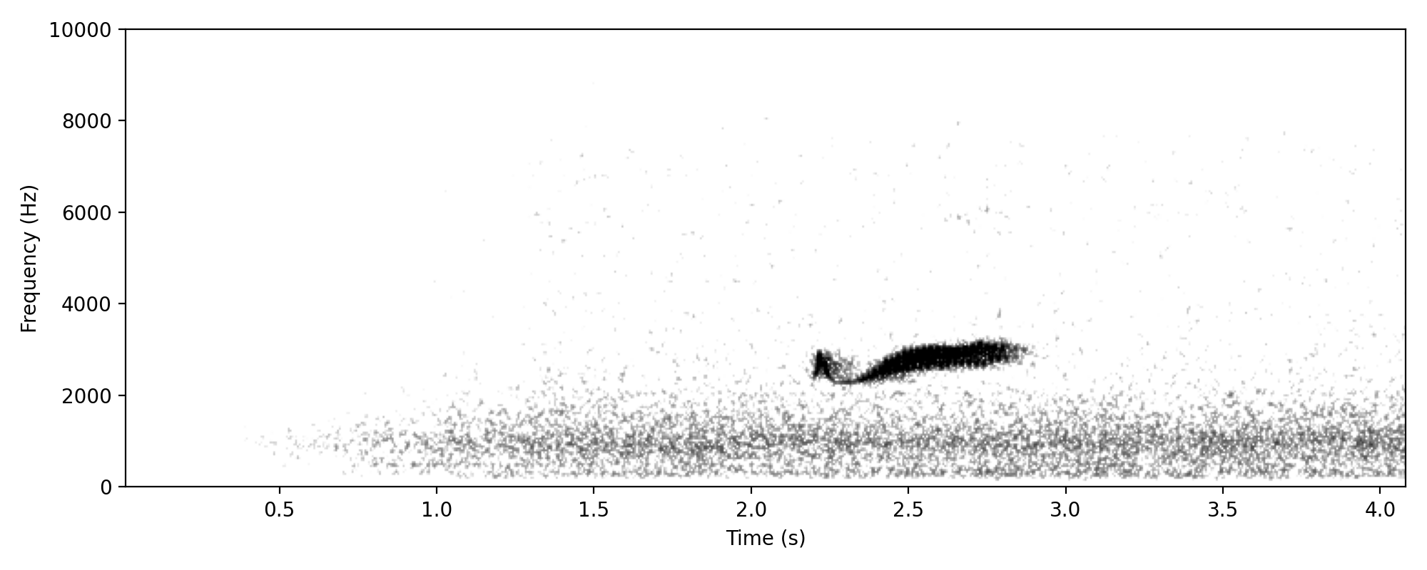 Fan-tailed Cuckoo CHIREEE