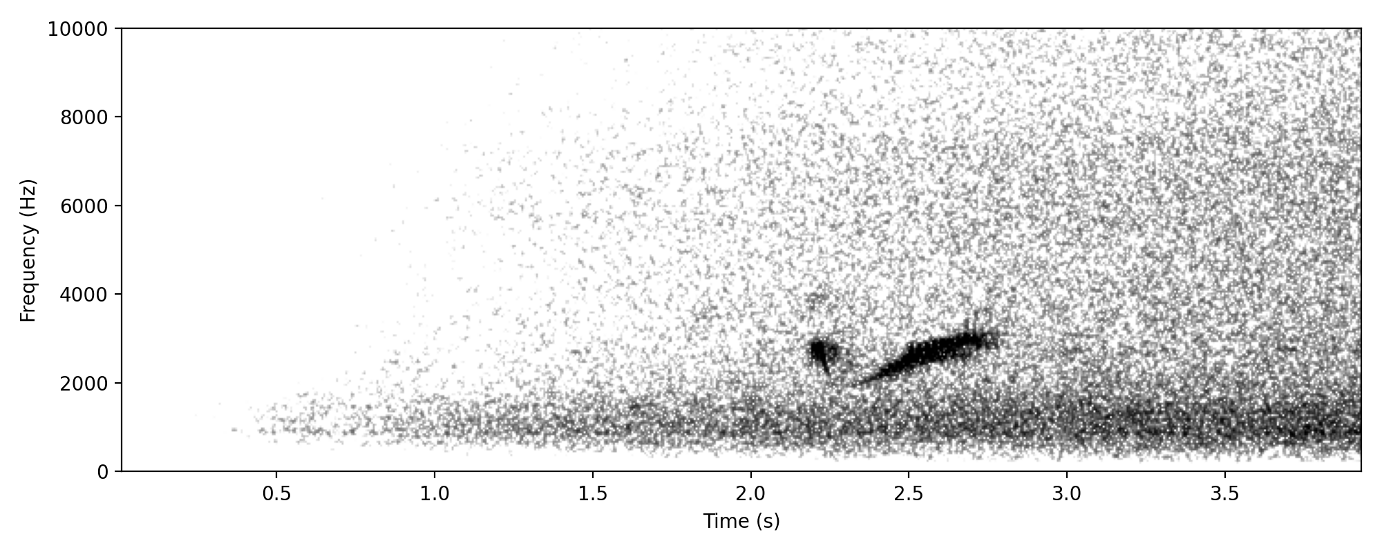 Fan-tailed Cuckoo CHIREEE