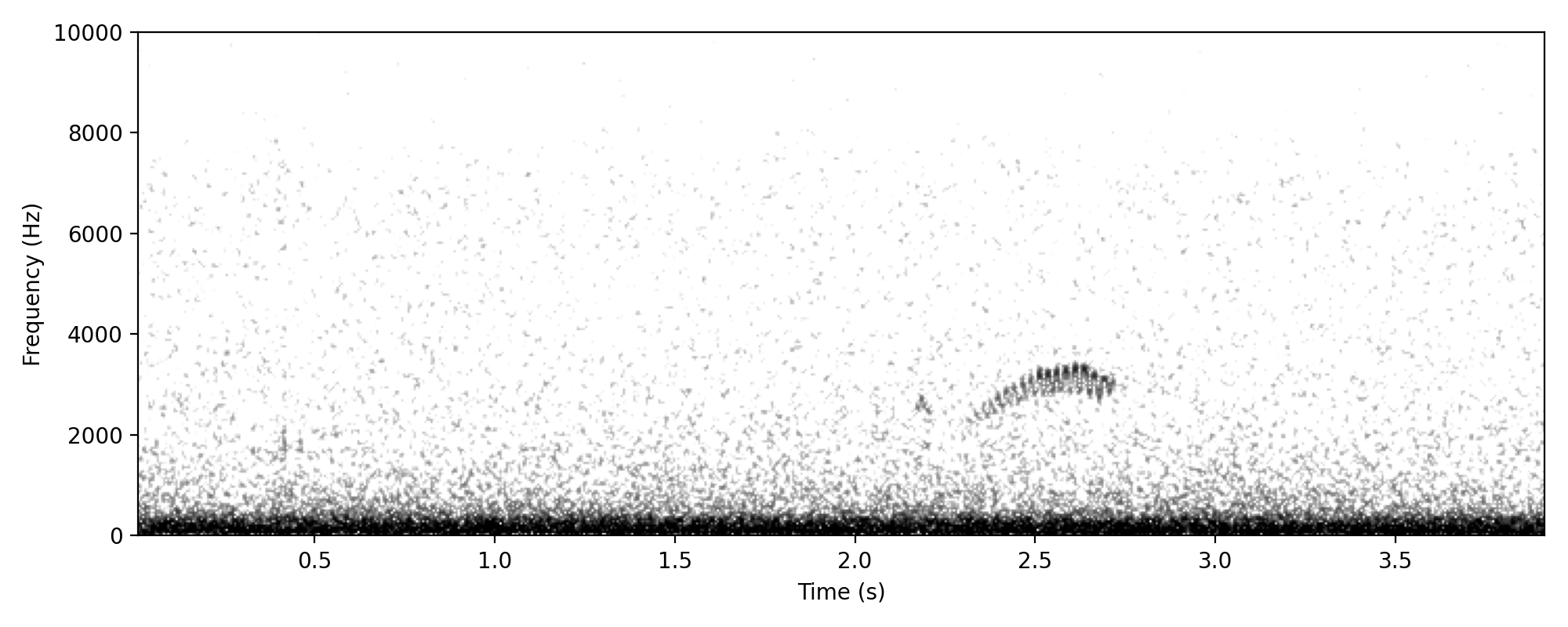 Fan-tailed Cuckoo CHIREEE