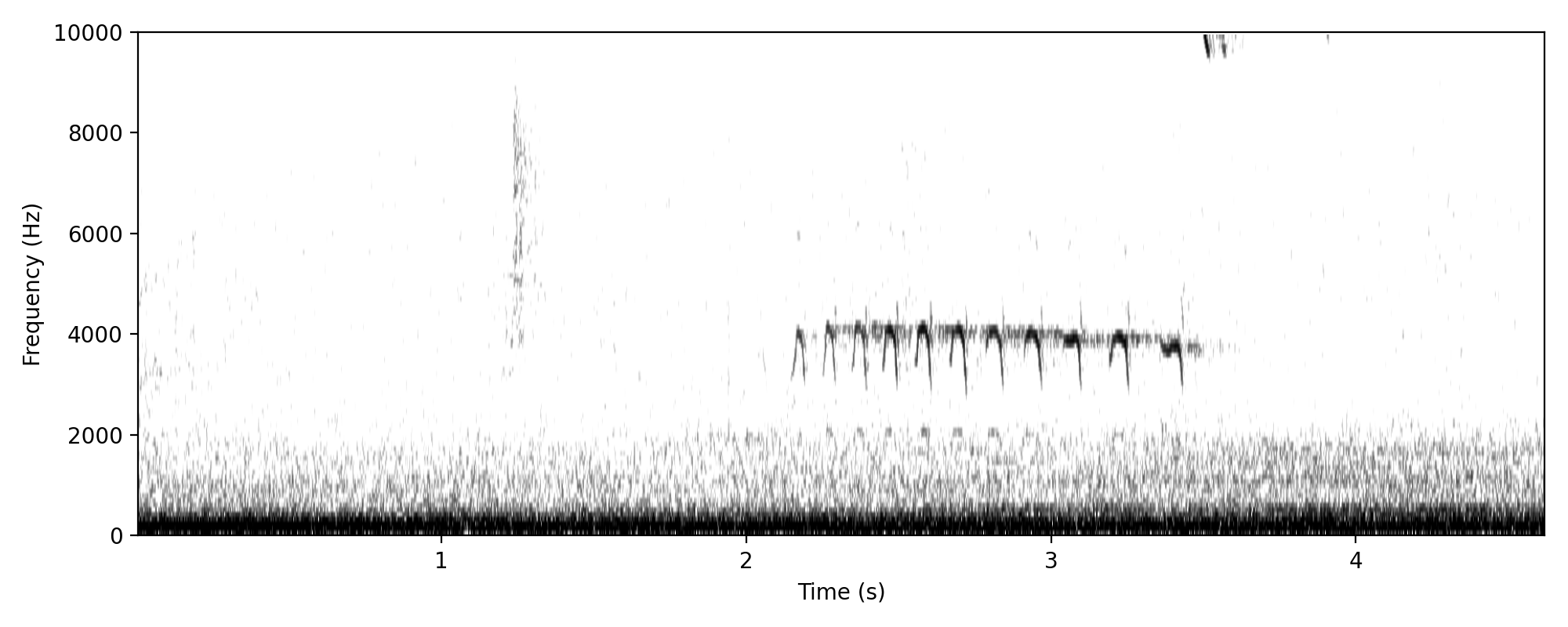 kingfisher-like trill