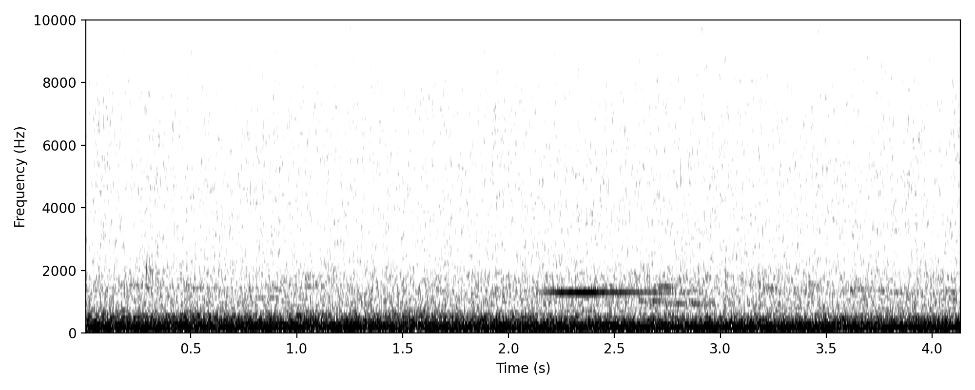 Pied Butcherbird DAY SONG