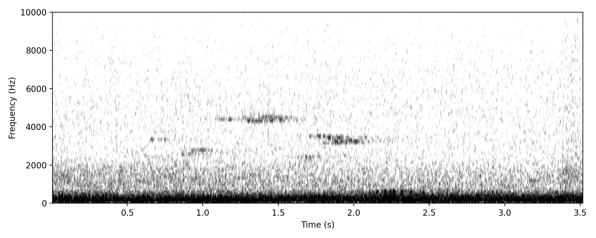 Rock Dove ADVERTISING CALL