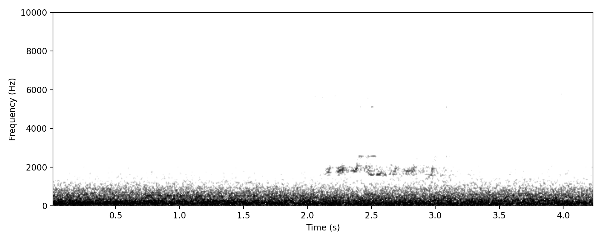 Grey Butcherbird TERRITORIAL SONG