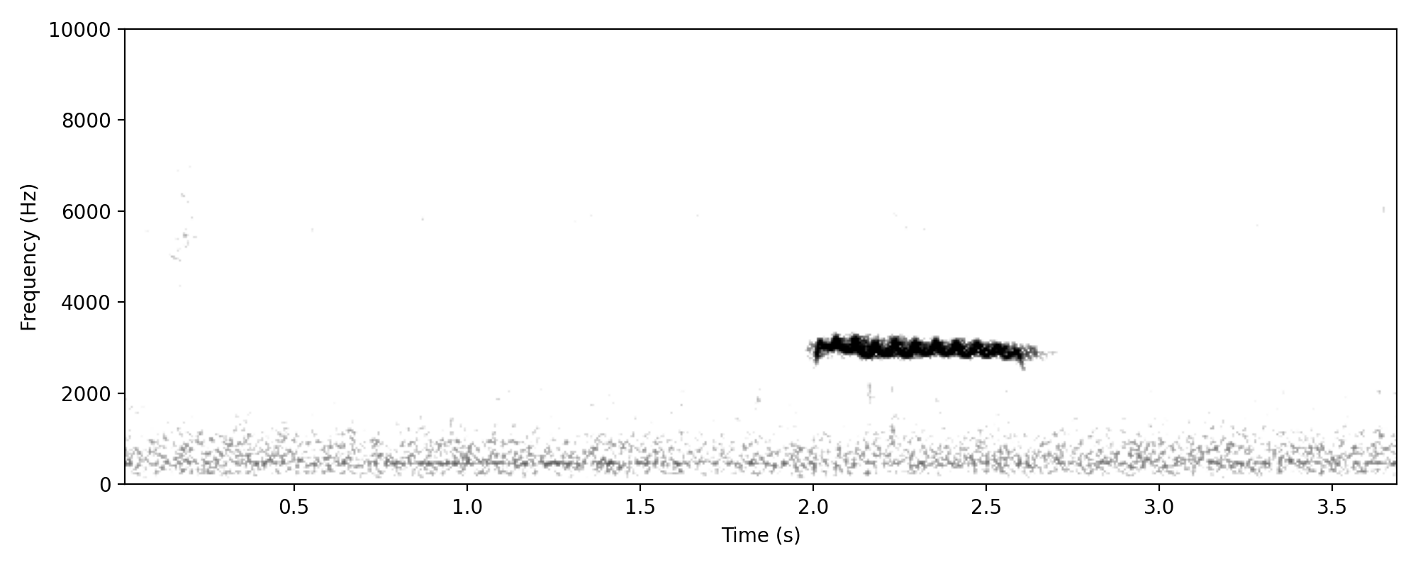 Sahul Brush Cuckoo CHURRRT