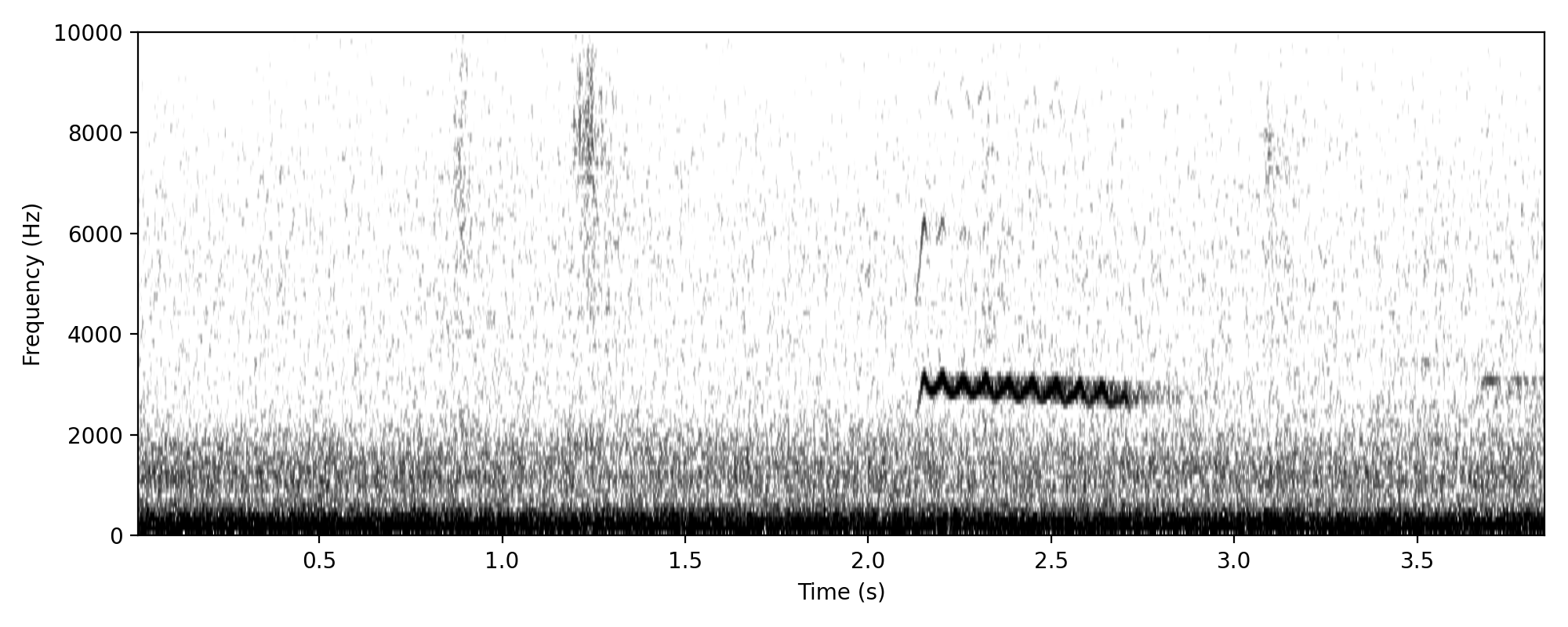 Sahul Brush Cuckoo CHURRRT
