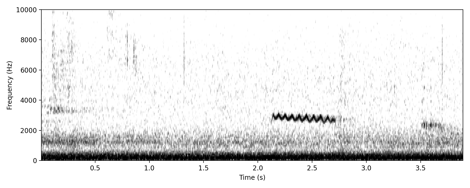 Sahul Brush Cuckoo CHURRRT