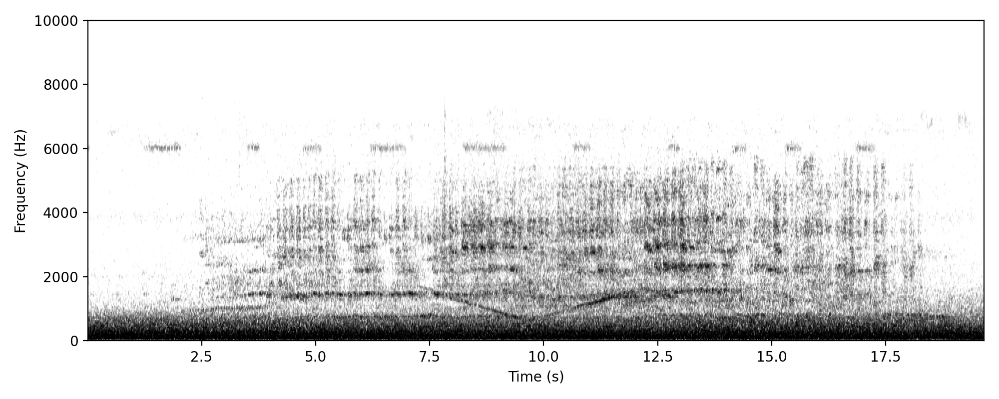 Laughing Kookaburra LAUGH