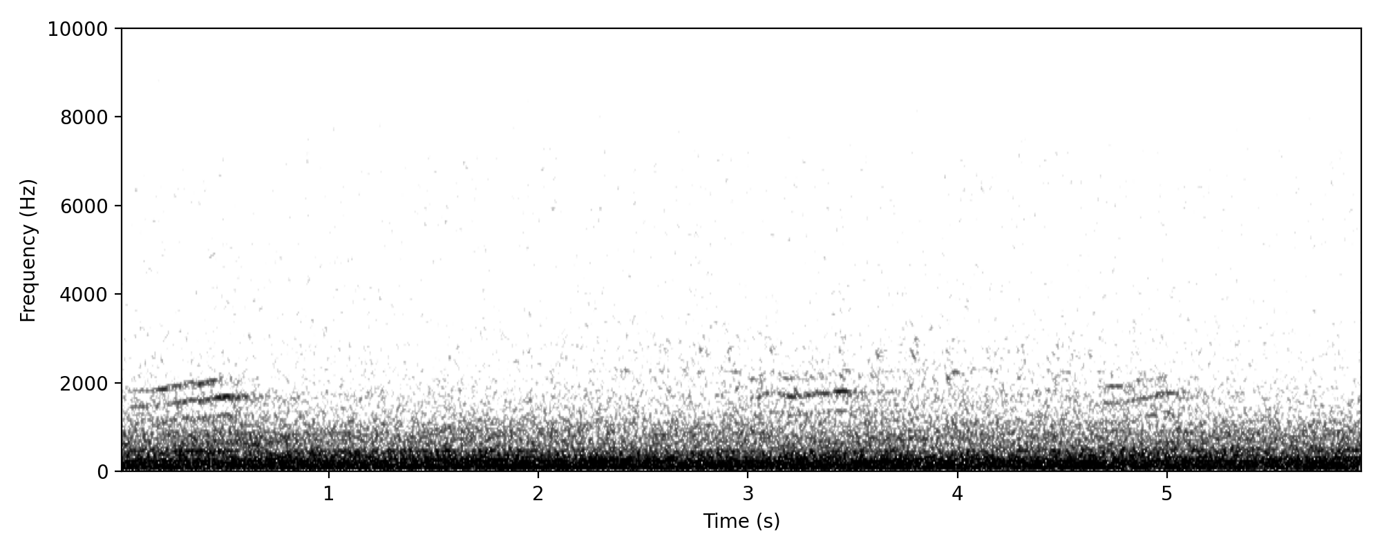 Australian Wood Duck WINGBEATS