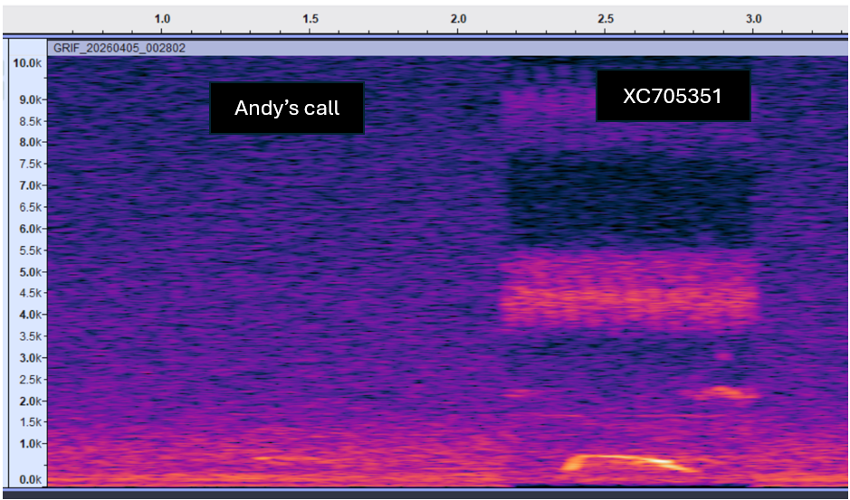 Reference comparison for bittern-like whou